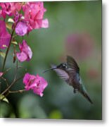 Magnificent Hummingbird Female Feeding Metal Print