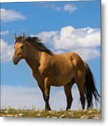 Magnificent Wild Horse Metal Print