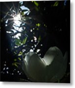 Magnolia Awakes Metal Print