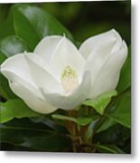 Magnolia Blossom Metal Print