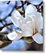 Magnolia Branch Metal Print