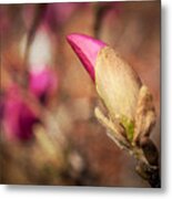 Magnolia Bud Artified Metal Print