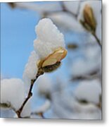 Magnolia In Snow I Metal Print