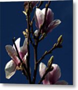 Magnolia Tree Metal Print