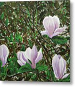 Magnolias Metal Print