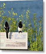 Magpies Keeping Watch - Pendennis Point Metal Print