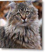 Maine Coon Cat Metal Print