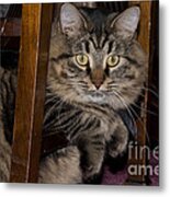 Maine Coon Cat Metal Print