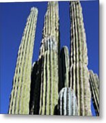 Majestic Arizona Desert Cactus Metal Print