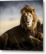 Majestic Male On Mound Metal Print