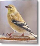 Male American Goldfinch In Winter Metal Print