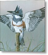 Male Belted Kingfisher Metal Print