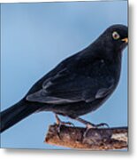 Male Blackbird Perching On A Pine Branch In Profile Metal Print