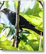 Male Brown-headed Cowbird Metal Print