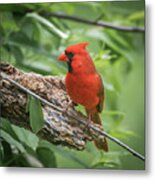 Male Cardinal Img 6 Metal Print