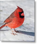 Male Cardinal In Winter Metal Print
