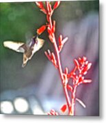 Male Costa's And Red Yucca Metal Print