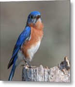 Male Eastern Bluebird Singing Dsb0288 Metal Print