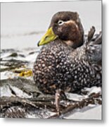 Male Falkland Steamer Metal Print