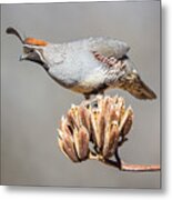 Male Gambel's Quail On Yucca Pods Metal Print