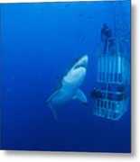 Male Great White With Cage, Guadalupe Metal Print