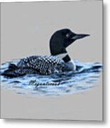 Male Mating Common Loon Metal Print