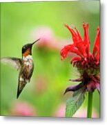 Male Ruby-throated Hummingbird Hovering Near Flowers Metal Print