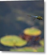 Malibu Blue Dragonfly Flying Over Lotus Pond Metal Print
