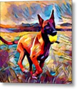 Malinois Metal Print