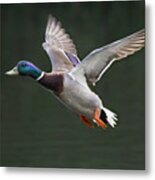 Mallard Drake In Flight Metal Print