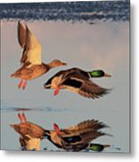 Mallard Ducks In Flight Metal Print
