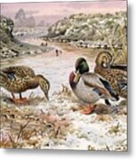 Mallards In A Quiet Corner Metal Print