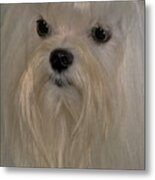 Maltese Metal Print