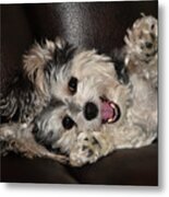 Maltipoo Playing On The Couch Metal Print