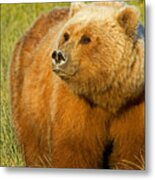 Mama Bear Metal Print