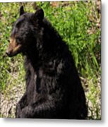 Mama Black Bear Metal Print