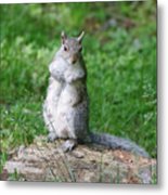 Mama Squirrel Metal Print