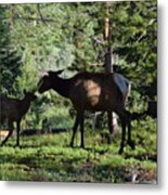 Elk Calf - Mother Rmnp Co Metal Print