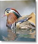 Mandarin Duck Swimming Metal Print