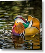 Mandarin Rainbow Metal Print