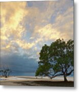 Mangrove Tree At Low Tide Metal Print