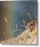 Marmot And Rainbow Metal Print