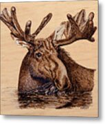 Marsh Moose Metal Print