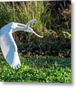 Marshy Flight Metal Print