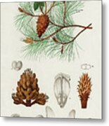 Martime Pine - Pinus Maritima Metal Print