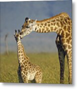 Masai Giraffe Mother And Young Kenya Metal Print