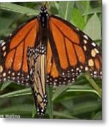 Mating Monarchs Metal Print