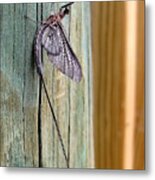 Mayfly 001 Metal Print