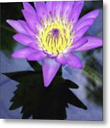 Beautiful Reflection Of Waterlily In A Pond. Metal Print