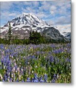 Meadow Of Lupine Near Mount Rainier Metal Print